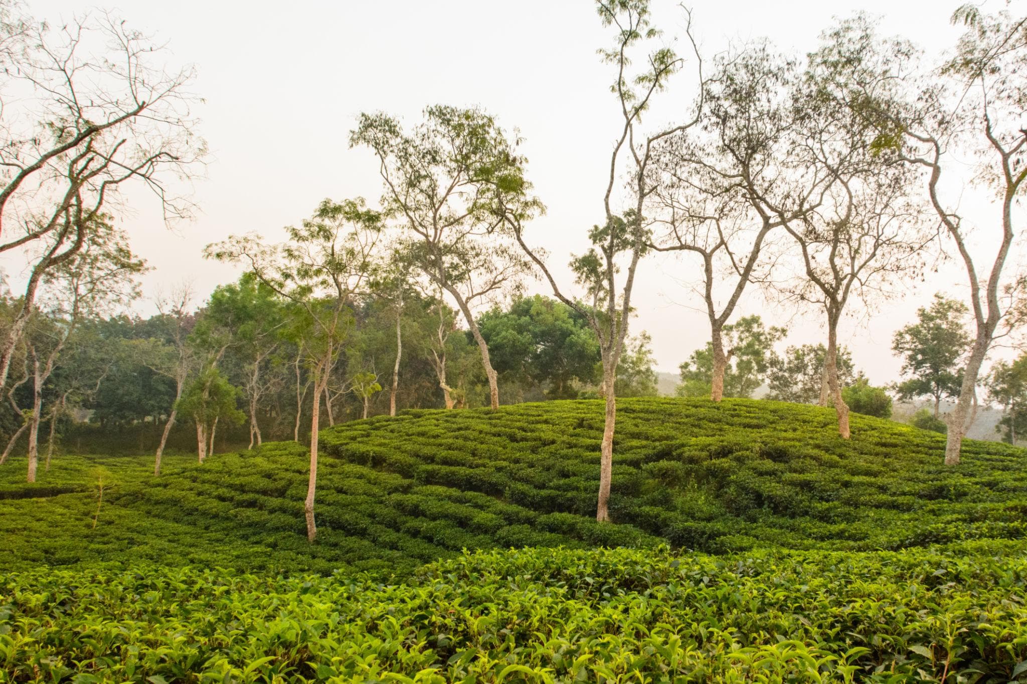 Green Sylhet 4