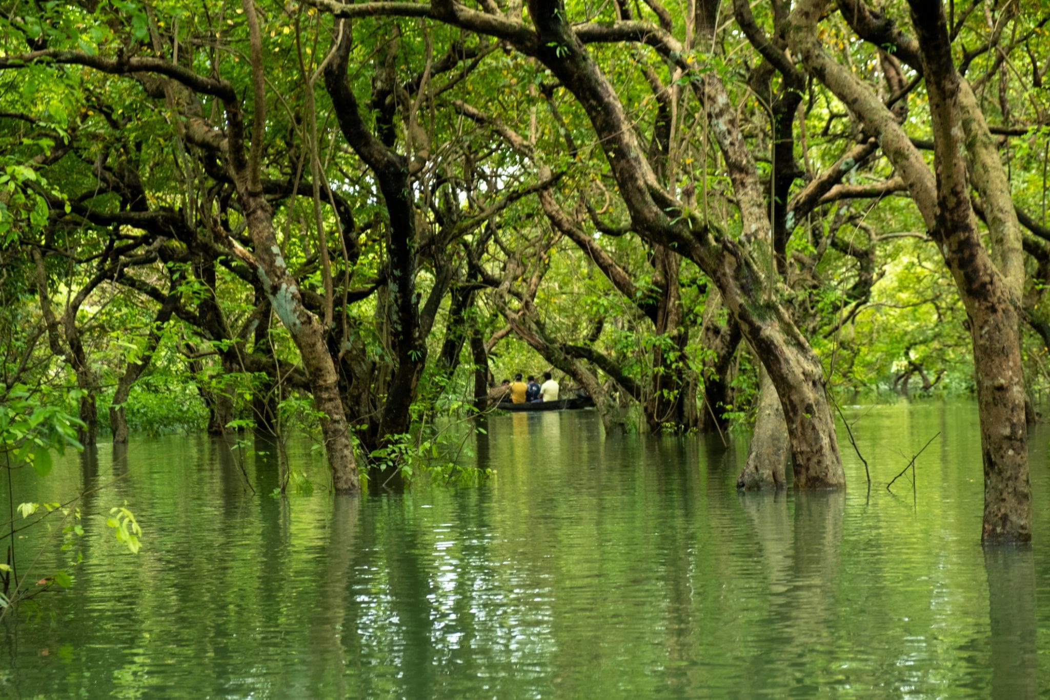 Green Sylhet 10