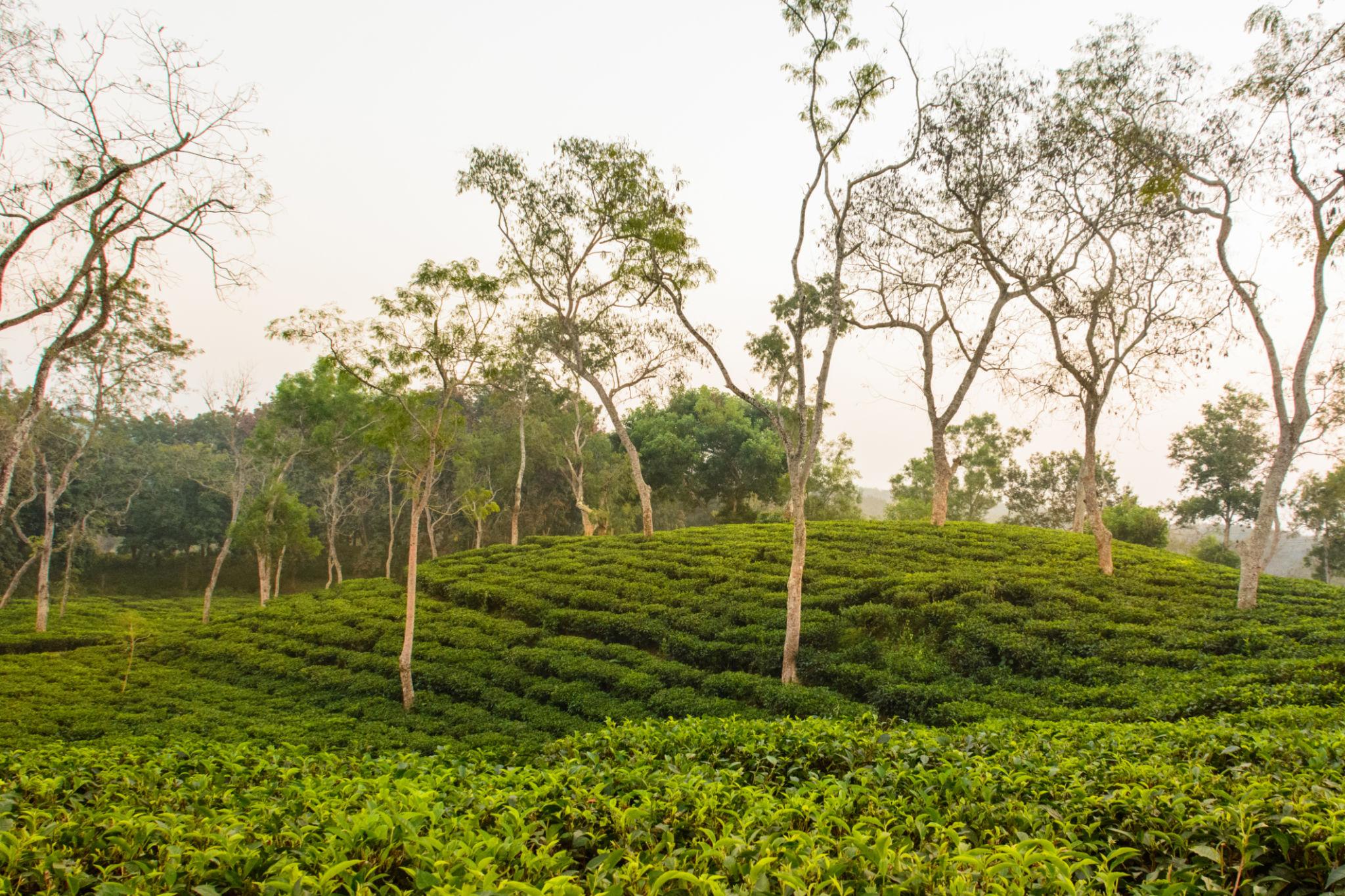 Green Sylhet 4