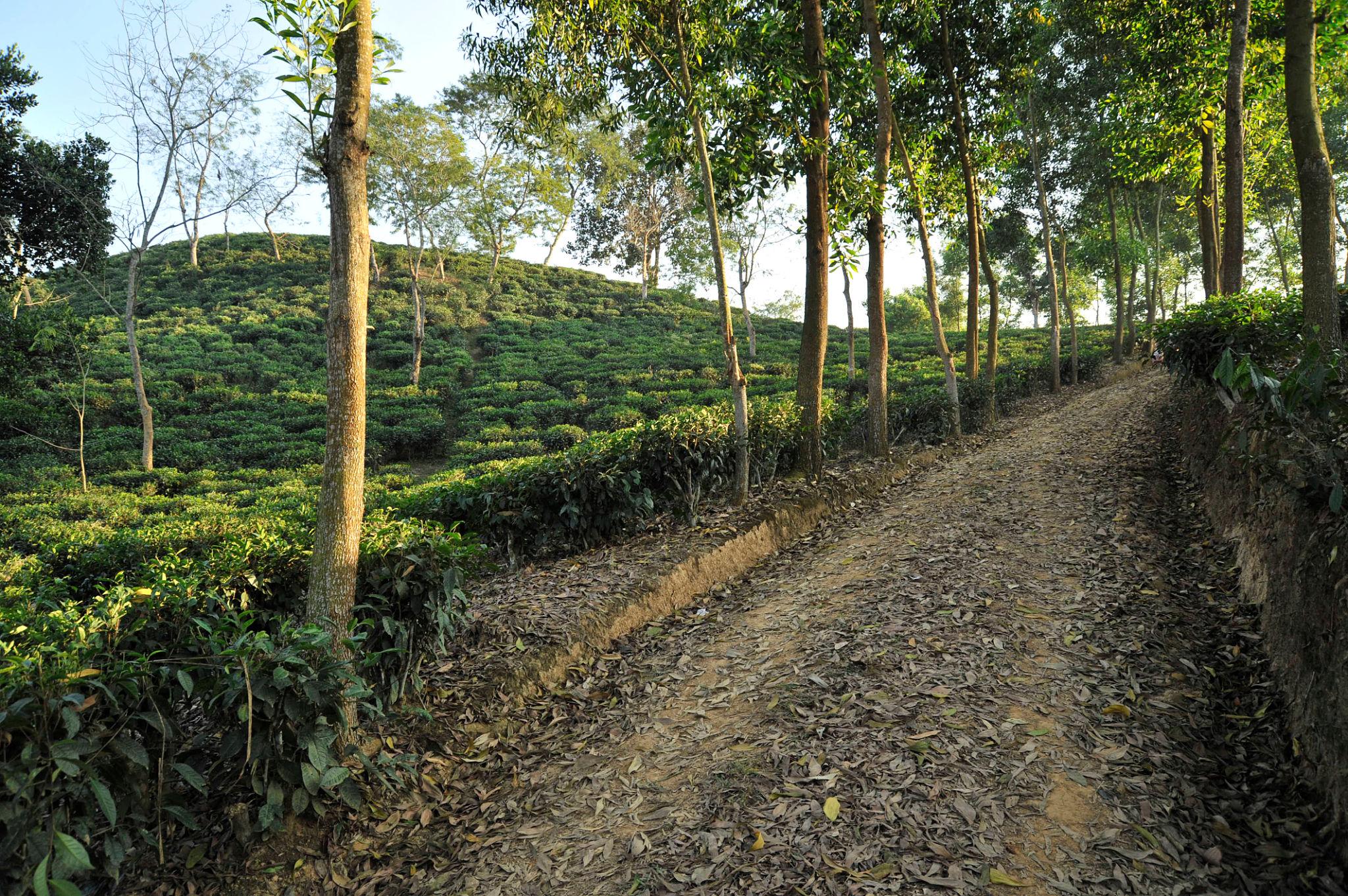 Green Sylhet 6